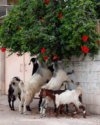 Goats eating flowers. Gaza photo by Julie Webb-Pullman
