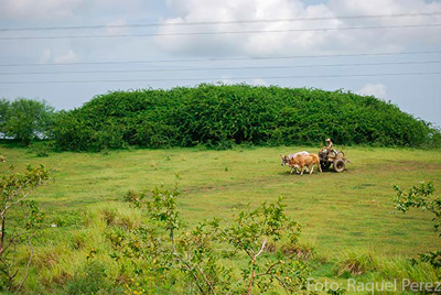 The University of Camaguey reports that, just like bagasse, marabou, a shrub that has spread across the Cuban countryside, could be used to generate electricity.