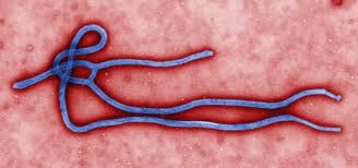 The Ebola virus.  Photo: cde.gov