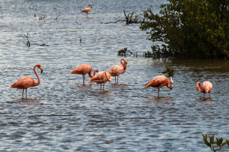 Beauty at the Jardines del Rey resort area. Photo: Juan Suarez