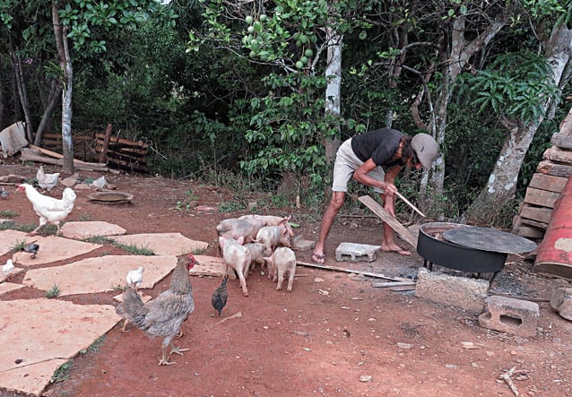 Dando de comer a los animales.