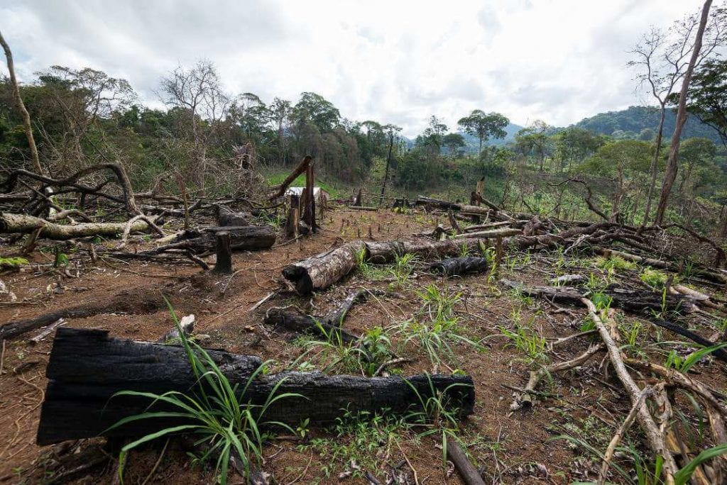 The forest has lost many trees. The invaders cut them down to grow forage for cattle. Carlos Herrera/Confidencial