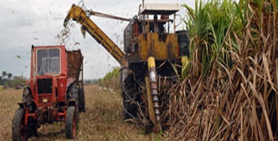 Sugar harvester. Foto: opiciones.cu