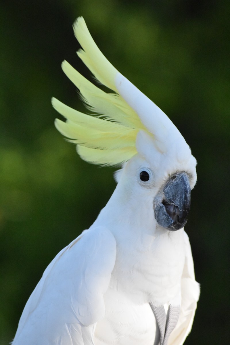 Cockatoo, Mississauga, Canada Photo of the Day Havana Times