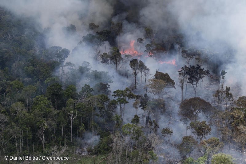 Destruction of Amazon rainforest continues unchecked - Havana Times