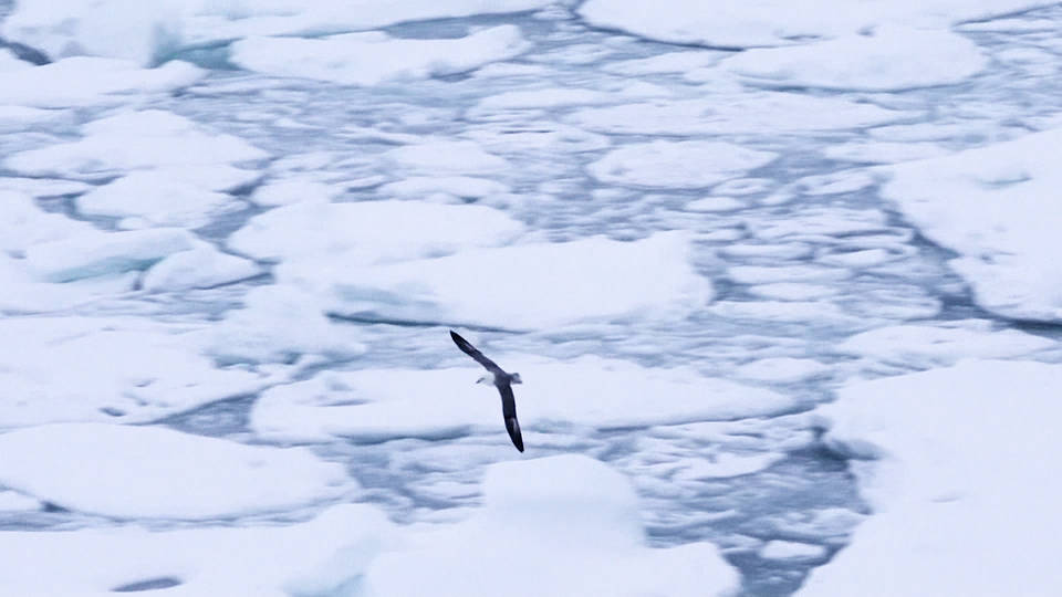 Global Heating Sees Arctic Sea Ice Shrink Havana Times