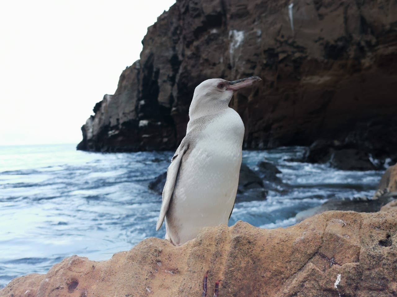 Rare White Penguin Found on the Galapagos Islands - Havana Times