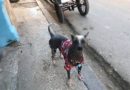 Chinese Dog with a T-Shirt, Cuba – Photo of the Day