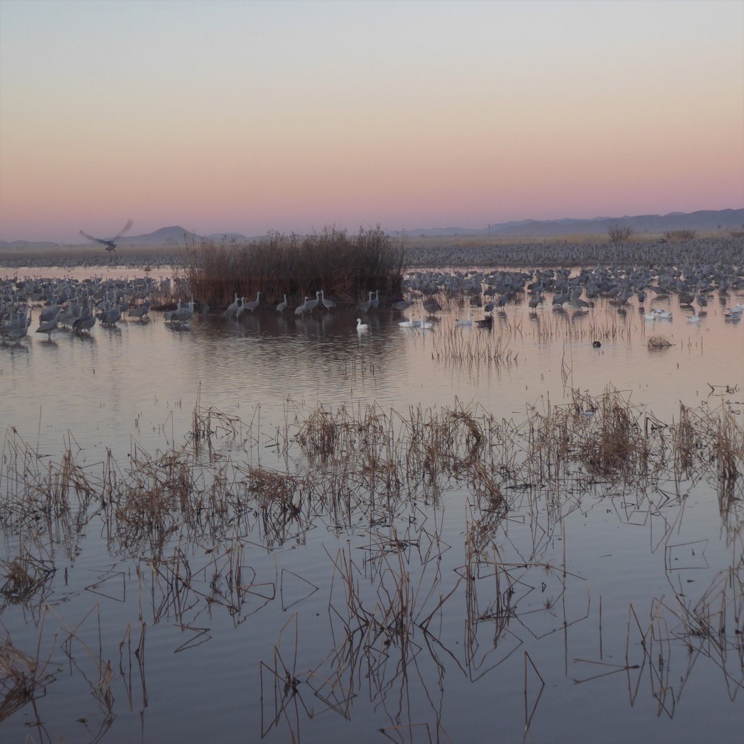 Sandhill Cranes, Arizona Photo of the Day Havana Times