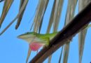 Lizard at Arroyo Bermejo Beach, Cuba – Photo of the Day 