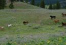 Wild Horses in the Okanagan Valley, Canada – Photo of the Day