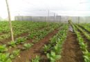 Why I Decided to Stop Planting Tobacco?