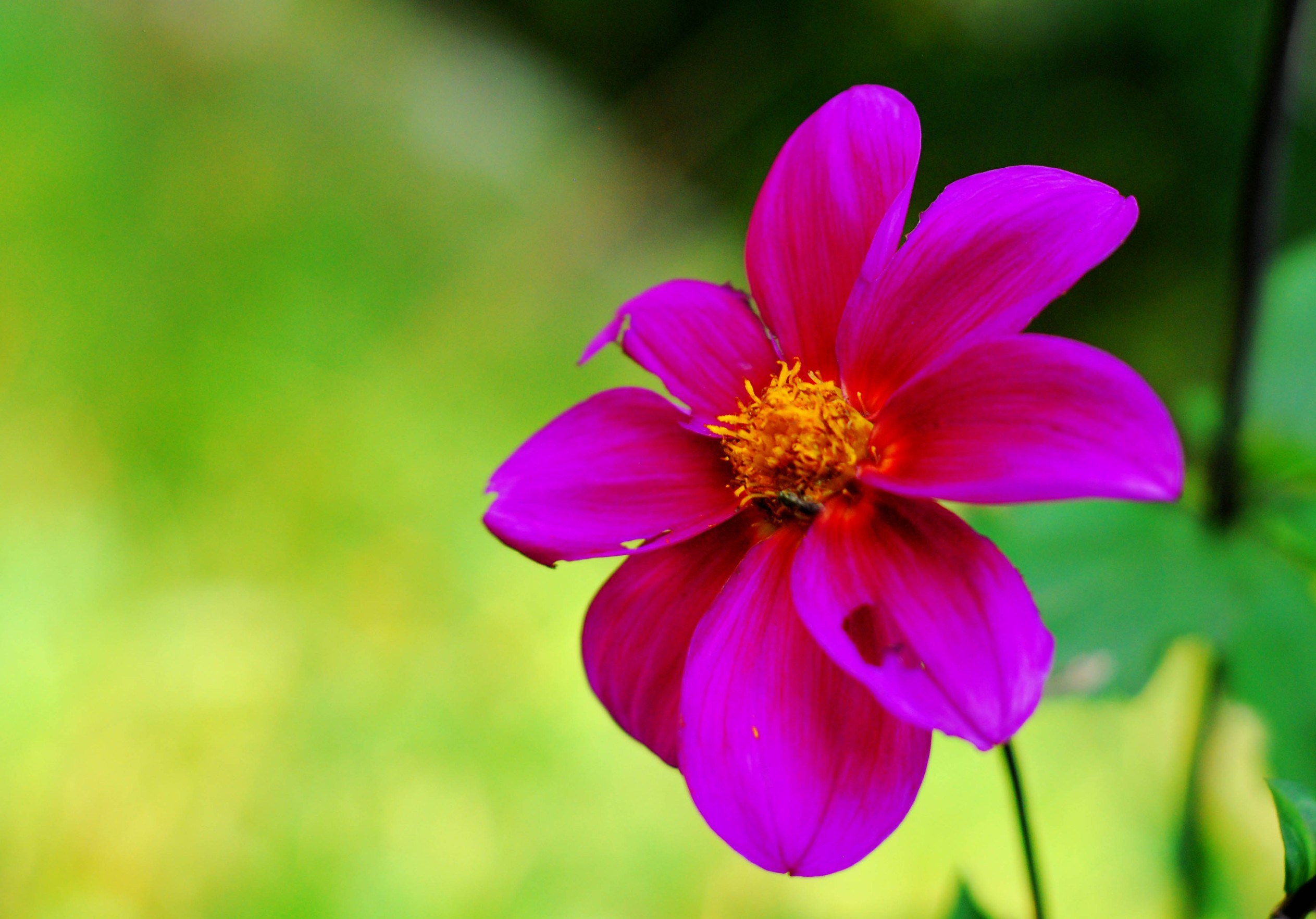 Little Flower, Caracas, Venezuela - Photo of the Day - Havana Times