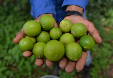 A Successful Lime Plantation in Nicaragua’s Drylands