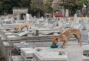 The Havana Cemetery Dogs and their Caretakers