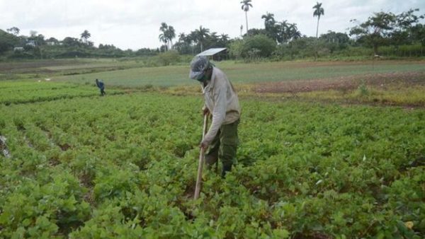 Ein kubanischer Landwirt | Bildquelle: https://havanatimesenespanol.org/reportajes/las-tiendas-nacionales-venden-verduras-importadas-por-que/ © | Bilder sind in der Regel urheberrechtlich geschützt
