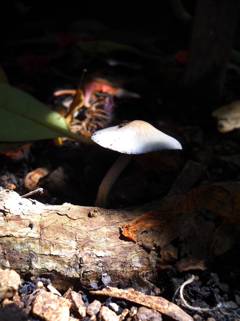 Mushroom, Havana, Cuba Photo of the Day Havana Times