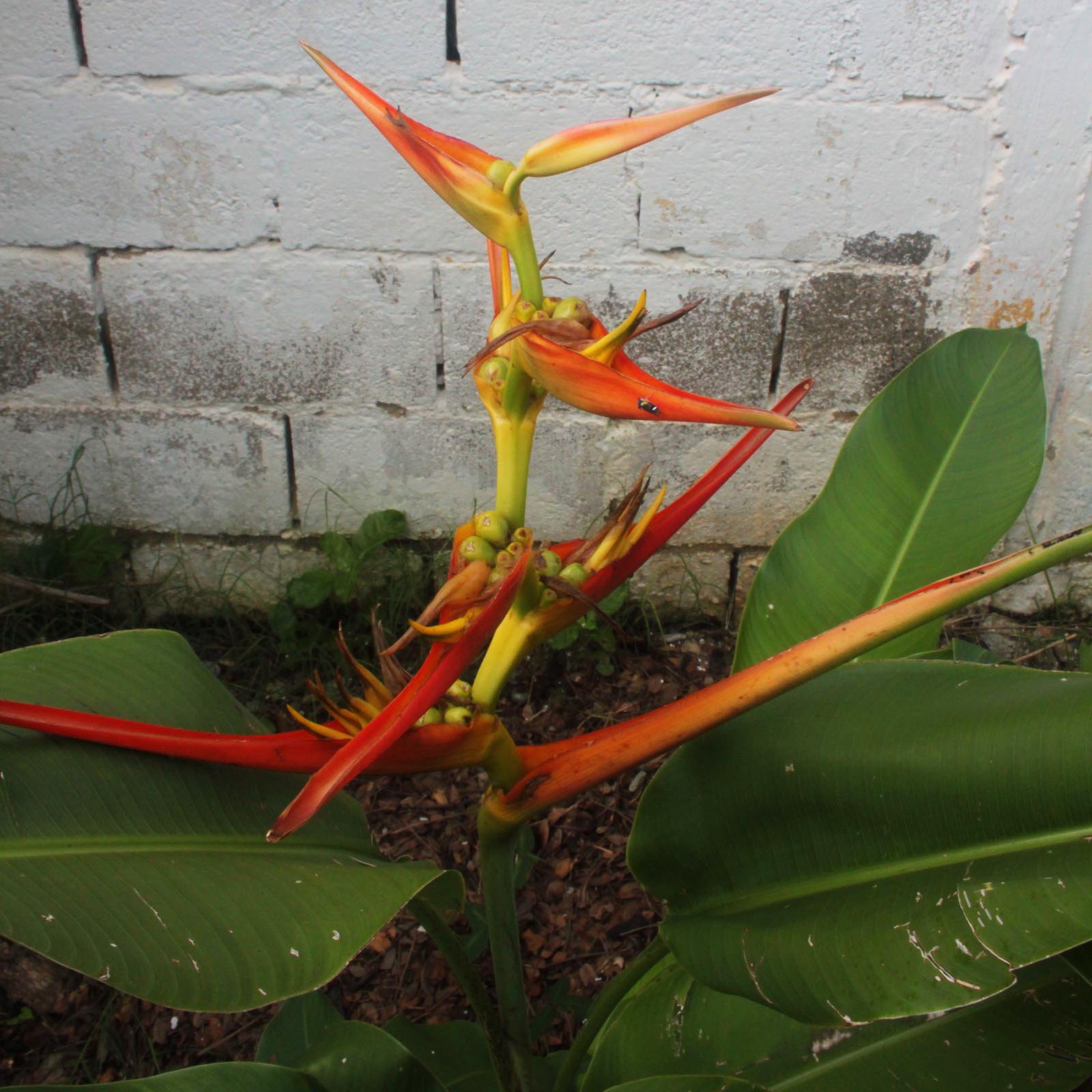 The Plathinl Flower, Caracas, Venezuela - Photo of the Day - Havana Times