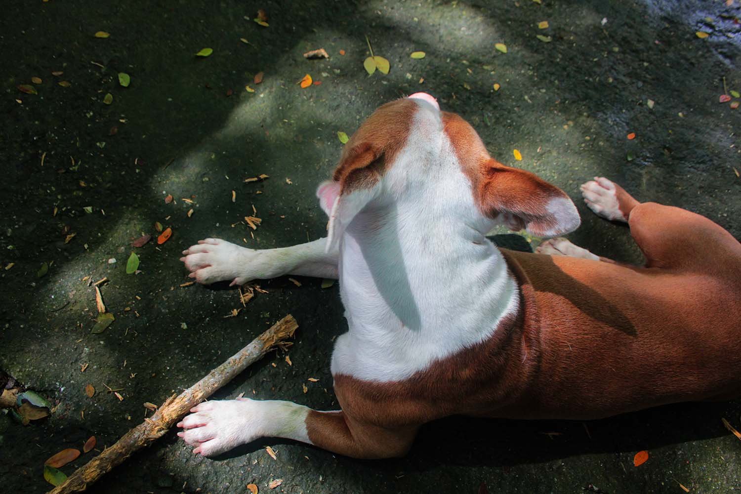 My Dog, Texas, USA Photo of the Day Havana Times