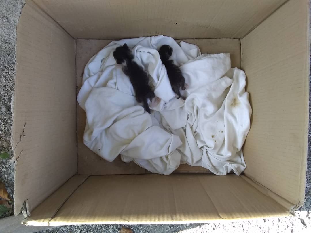 Our Family's Attempt to Save Two kittens