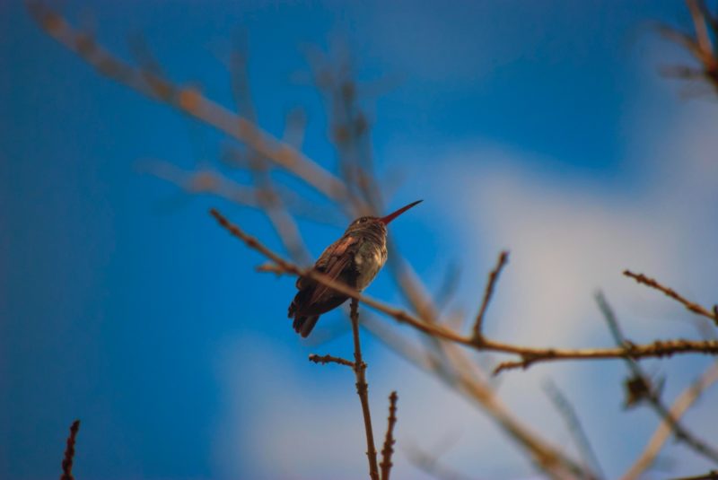 Yordanka Caridad from Cuba took our photo of the day: "Hummingbird Resting", in Lara, Venezuela.  