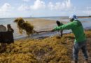 Sargassum Is Coming to Cuba, What Does That Mean?
