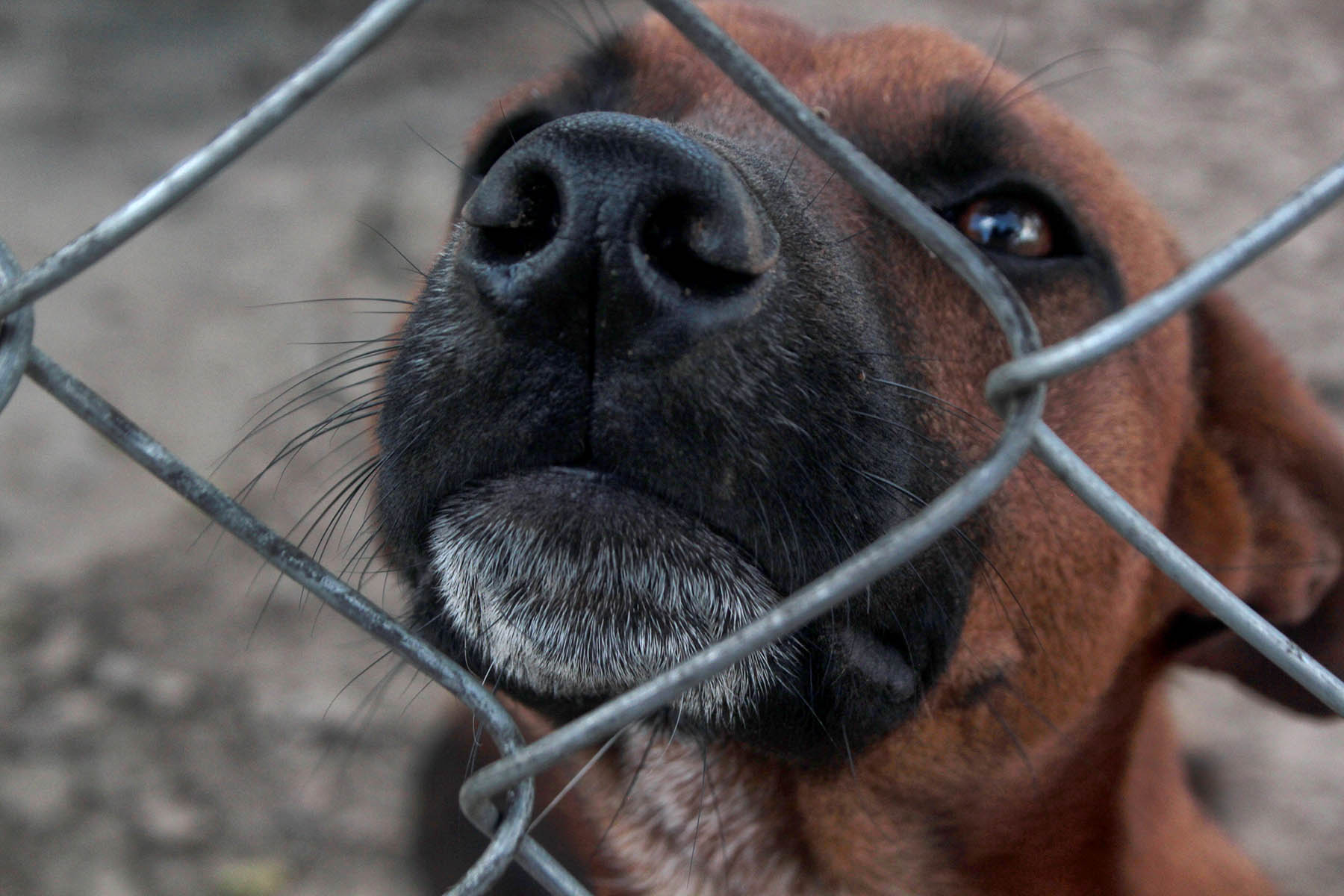 Snout, Havana, Cuba - Photo of the Day - Havana Times