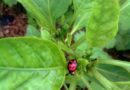 Ladybug on Chard, Lara, Venezuela – Photo of the Day