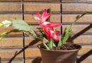 A Christmas Cactus Flower, Tokyo, Japan – Photo of the Day