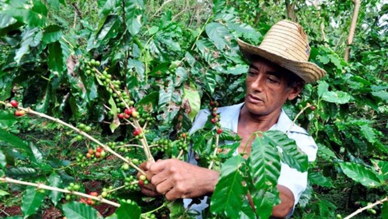 Italian Businessman Says Cubans Will Get Half the Coffee - Havana Times