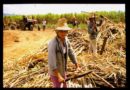 Sugarcane Cutter, Matanzas, Cuba – Photo of the Day