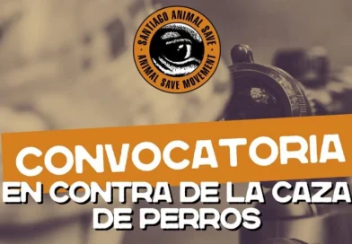 Will the Slaughter of Abandoned Dogs be Legalized in Chile?