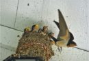 Swallows in the Nest, Texas, USA – Photo of the Day