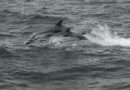 A Pair of Dolphins, Toulon, France – Photo of the Day