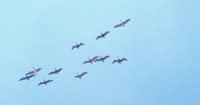 Birds of the Sea, Santa Clara, Cuba – Photo of the Day