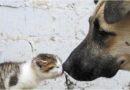 Chilean Municipalities Need Serious Policies for Pet Welfare