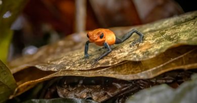 Strawberry Poison Dart Frog, Costa Rica – Photo of the Day