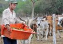 In Cuba, the Dead Own Livestock to Avoid State Controls
