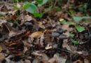 Fungus in Chile Highlights the Role of Fungi in the Climate