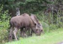 Friends, Gros-Morne National Park, Canada – Photo of the Day