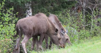 Friends, Gros-Morne National Park, Canada – Photo of the Day