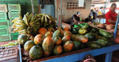 Papaya Has Gone from Essential to a Luxury for Many Cubans