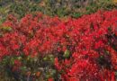 A Warm Autumn Day, Nova Scotia, Canada – Photo of the Day