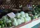 Fall Back Cabbage Now Too Expensive for Cubans