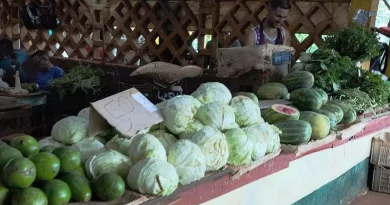 Fall Back Cabbage Now Too Expensive for Cubans