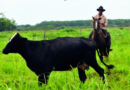 Cuban Government’s 2024 Crackdown against Ranchers