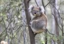 Koala in Tidbinbilla Nature Reserve, Camberra, Australia – Photo of the Day