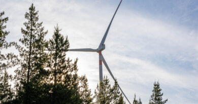 Winds of Change: Chilean Fauna in Danger Due to Wind Farms