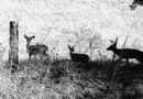 Deer in the Bush, California, USA – Photo of the Day