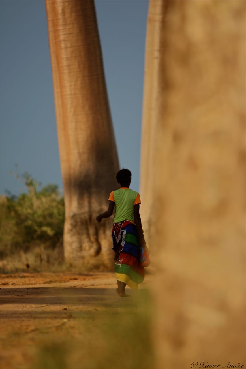 Among Giants, Madagascar - Photo of the Day - Havana Times